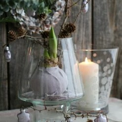 Amaryllis Cirée De Noël