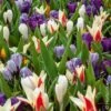 Assortiment Ninon : Tulipes Hâtives + Crocus 1 Assortiment Ninon : Tulipes Hâtives + Crocus -Garden Supplies Sales Shop assortiment ninon pm080621 ho