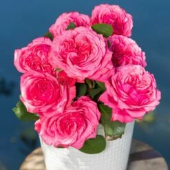 Rosier AUDREY FLEUROT ® Meicatess 11 Rosier AUDREY FLEUROT ® Meicatess -Garden Supplies Sales Shop audrey fleurot meicatess 2021 004 hd 1000