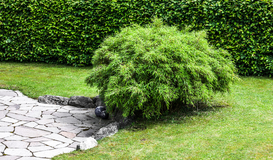 Garden Supplies Sales Shop -Garden Supplies Sales Shop bambous non tracants a planter dans son jardin 3