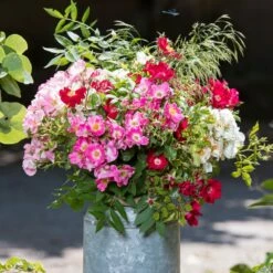 Rosier FRIENDLY ® Red Meiariba -Garden Supplies Sales Shop bouquet 2020 00069 1000 2