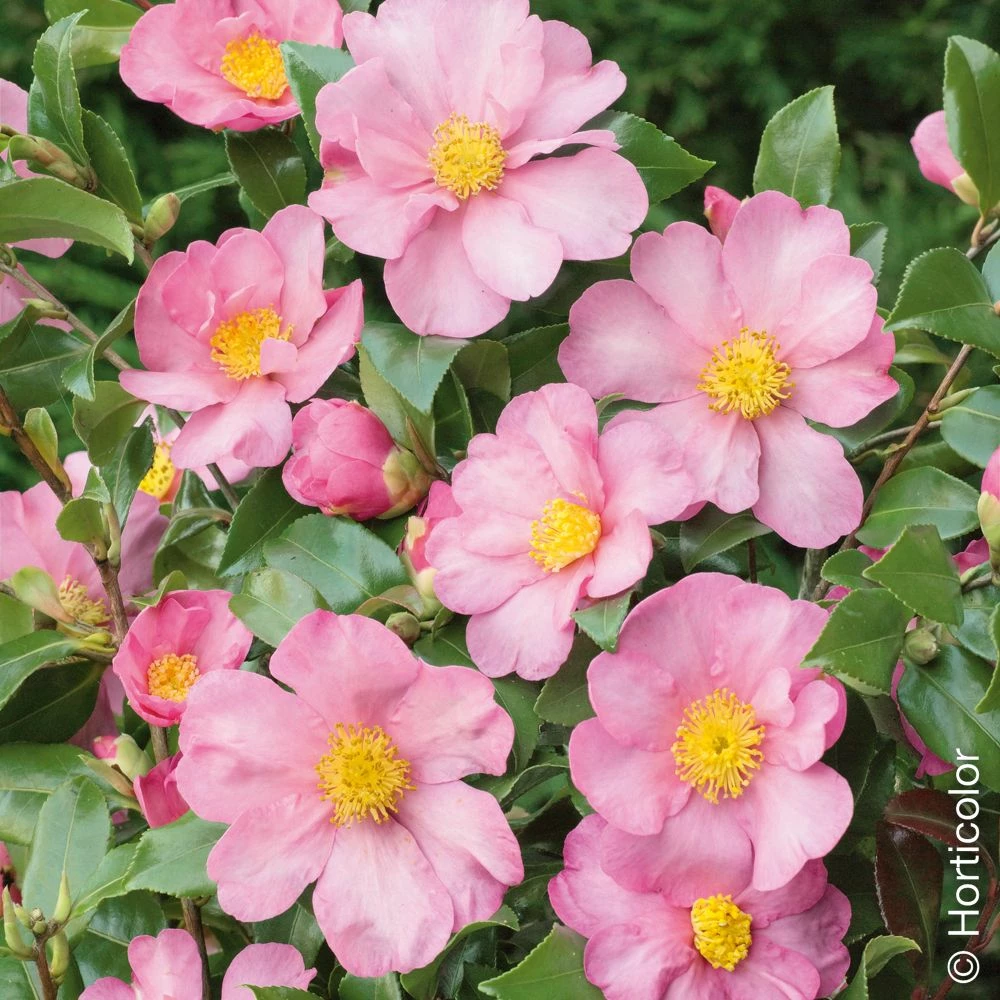 Camellia Sasanqua Cleopatra, Camélia D’automne 3 Camellia Sasanqua Cleopatra, Camélia D’automne