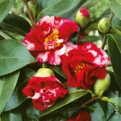 Camélia Du Japon Panaché, Camellia Japonica Ville De Nantes