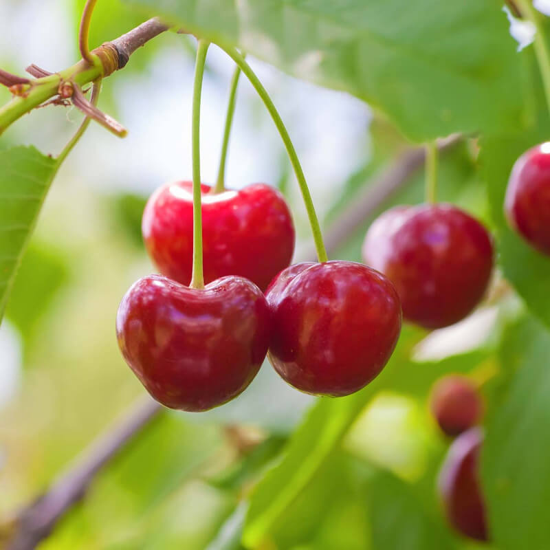 Garden Supplies Sales Shop -Garden Supplies Sales Shop cerisier bigarreau burlat