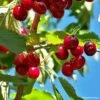 Cerisier Nain De Jardins® Chérie Cherry -Garden Supplies Sales Shop cerisier nain de jardin cherrie cherry t1000