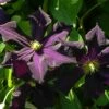 Clématite Ou Clematis X ‘Romantika’