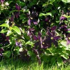 Clématite Ou Clematis X ‘Romantika’ 9 Clématite Ou Clematis X ‘Romantika’ -Garden Supplies Sales Shop cl matite romantika dans rosier grimpant p pini res travers 7 1000
