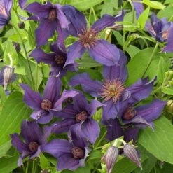 Clématite Arbustive SAPHYRA ® Violetta -Garden Supplies Sales Shop cl matite saphyra violetta cleminov32 p pini res travers 1 t1000