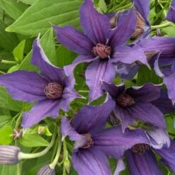 Clématite Arbustive SAPHYRA ® Violetta -Garden Supplies Sales Shop cl matite saphyra violetta cleminov32 p pini res travers 5 t1000