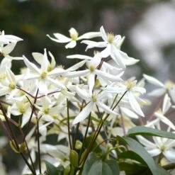 Clématite Du Père Armand Ou Clematis Armandii