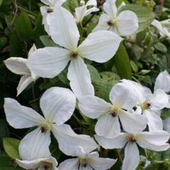 Clématite FOREVER FRIENDS ® Zofofri -Garden Supplies Sales Shop clematite forever friends p pini res travers 33 1000