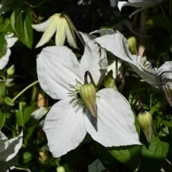 Clématite FOREVER FRIENDS ® Zofofri -Garden Supplies Sales Shop clematite forever friends p pini res travers 46 1000