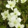 Clématite Montana STARLET ® White Perfume 2 Clématite Montana STARLET ® White Perfume -Garden Supplies Sales Shop clematite montana starlet white perfume fpdw2009 p pini res travers 2 t1000