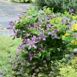 Clématite Arbustive SAPHYRA ® Estrella -Garden Supplies Sales Shop clematite saphyra estrella en massif p pini res travers 5 t1000
