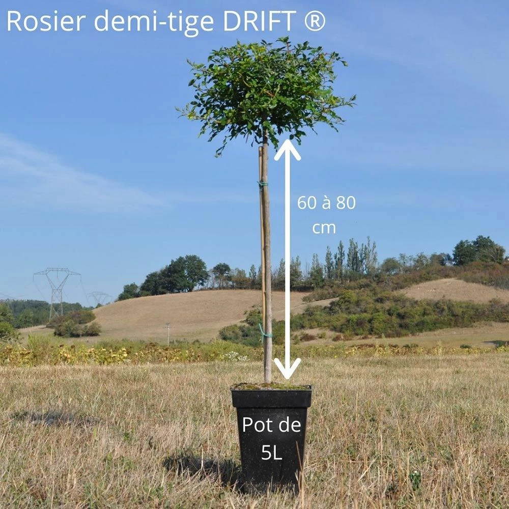 Rosier Demi-tige Semi-retombant Peach DRIFT ® Meiggili 5 Rosier Demi-tige Semi-retombant Peach DRIFT ® Meiggili - Image 3