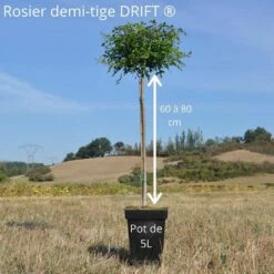 Rosier Demi-tige Semi-retombant Red DRIFT ® Meigalpio -Garden Supplies Sales Shop demi tige 60 80cm drift 5