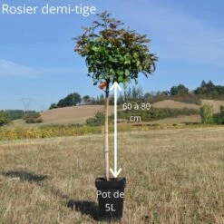 Rosier Demi-tige LEONARDO DA VINCI ® Meideauri -Garden Supplies Sales Shop demi tige 60 80cm fleurs group es ou paysager 6