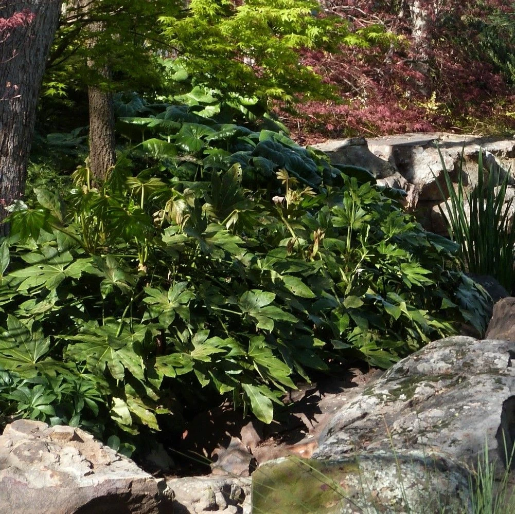 Fatsia Japonica Ou Aralia Sieboldii 4 Fatsia Japonica Ou Aralia Sieboldii - Image 2