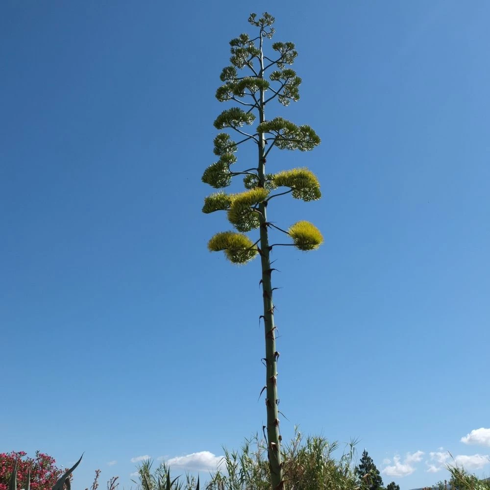 Agave D’Amérique Ou Agave Americana 6 Agave D’Amérique Ou Agave Americana - Image 4