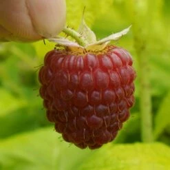 Framboisier Ou Rubus Idaeus GROOVY ® Jdeboer005 -Garden Supplies Sales Shop framboisier groovy jdeboer005 p pini res travers 13 1000