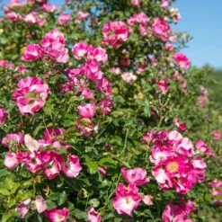 Rosier FRIENDLY ® Purple Meicosme -Garden Supplies Sales Shop friendly purple var. meicome vycomte 2020 00002 2 1000