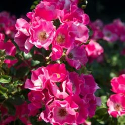 Rosier FRIENDLY ® Purple Meicosme -Garden Supplies Sales Shop friendly purple var. meicome vycomte 2020 00019 1000