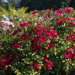Rosier FRIENDLY ® Red Meiariba -Garden Supplies Sales Shop friendly red var. meiariba vytesse 2020 00001 3 1000
