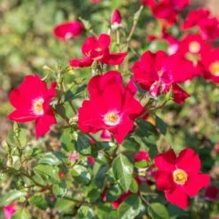 Rosier FRIENDLY ® Red Meiariba -Garden Supplies Sales Shop friendly red var. meiariba vytesse 2020 00006 clicclac web 1000