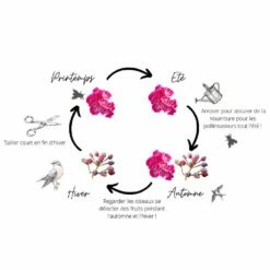 Rosier FRIENDLY ® Pink Meissalu -Garden Supplies Sales Shop friendly r sch ma page 001 1000