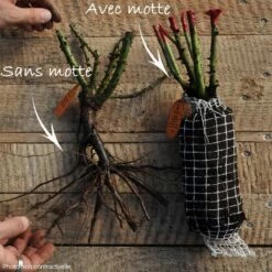 Rosier JEANNE MOREAU ® Meidiaphaz -Garden Supplies Sales Shop grandes fleurs t1000 non contractuelle 34