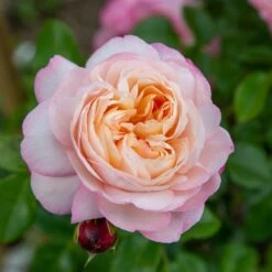 Rosier Grimpant DAVID HOCKNEY ® Meibritty -Garden Supplies Sales Shop grimpant david hockney meibritty le cap mi 1000