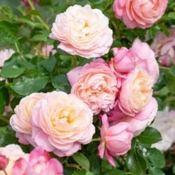 Rosier Grimpant DAVID HOCKNEY ® Meibritty