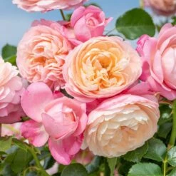 Rosier Grimpant DAVID HOCKNEY ® Meibritty -Garden Supplies Sales Shop grimpant david hockney meibritty mi nr 2022 009 2 hd 1000