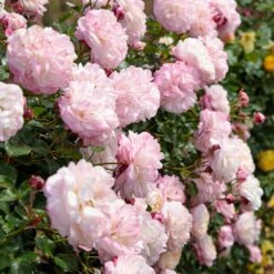 Rosier Grimpant DAVID HOCKNEY ® Meibritty -Garden Supplies Sales Shop grimpant david hockney meibritty paliss ambiance mi 1000