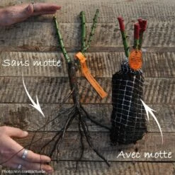 Rosier Grimpant LA SEVILLANA ® Meige-kanusar 7 Rosier Grimpant LA SEVILLANA ® Meige-kanusar -Garden Supplies Sales Shop grimpants t1000 non contractuelle 15