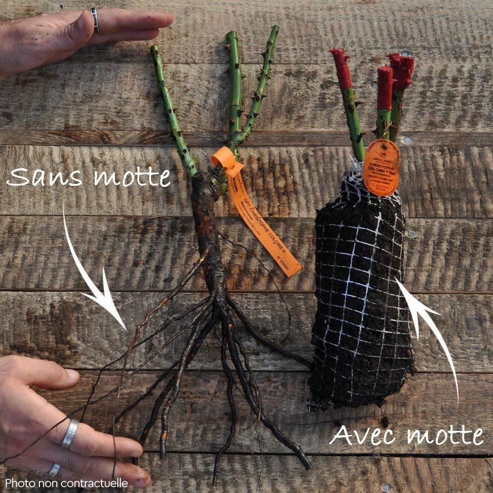 Rosier Grimpant COCKTAIL ® Meimick 6 Rosier Grimpant COCKTAIL ® Meimick - Image 4