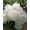 Pivoine Arbustive Ou Paeonia Suffruticosa 'Hakuoh Jishi' -Garden Supplies Sales Shop hakuhou 1000