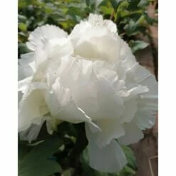 Pivoine Arbustive Ou Paeonia Suffruticosa 'Hakuoh Jishi'