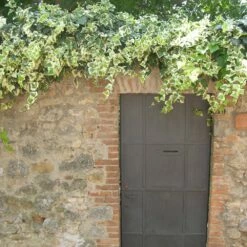 Lierre D'Alger Panaché Ou Hedera Algeriensis 'Gloire De Marengo' -Garden Supplies Sales Shop hedera gloire de marengo sur mur www