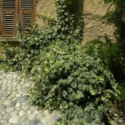 Lierre D'Alger Panaché Ou Hedera Algeriensis 'Gloire De Marengo' -Garden Supplies Sales Shop hedera gloire de marengo sur mur www.p pini res travers.fr 10 1000