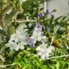 Solanum Jasminoïdes Ou Morelle Faux-jasmin -Garden Supplies Sales Shop img 20220915 090531 1000