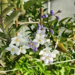 Solanum Jasminoïdes Ou Morelle Faux-jasmin