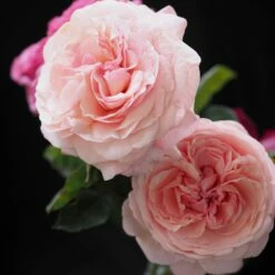 Rosier JEAN DE LA FONTAINE ® Meiffable -Garden Supplies Sales Shop jean de la fontaine meiffable arty mi 1000