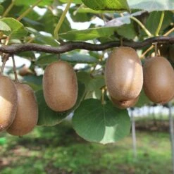 Kiwi Femelle, Actinidia Deliciosa Ou Actinidia Chinensis ‘Hayward’