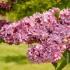 Lilas Commun Double Paul Thirion 2 Lilas Commun Double Paul Thirion -Garden Supplies Sales Shop lilas double syringa vulgaris paul thirion ll030029 ho
