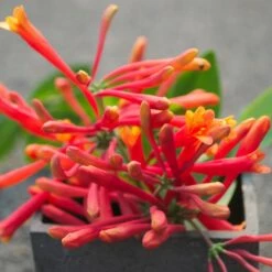 Chèvrefeuille Ou Lonicera Sempervirens Cedar Lane Cov -Garden Supplies Sales Shop lonicera cedar lane p pini res travers 18 1000