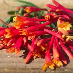 Chèvrefeuille Ou Lonicera Sempervirens Cedar Lane Cov -Garden Supplies Sales Shop lonicera cedar lane p pini res travers 1 1000