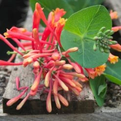 Chèvrefeuille Ou Lonicera Sempervirens Cedar Lane Cov -Garden Supplies Sales Shop lonicera cedar lane p pini res travers 27 1000