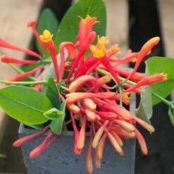 Chèvrefeuille Ou Lonicera Sempervirens Cedar Lane Cov -Garden Supplies Sales Shop lonicera cedar lane p pini res travers 34 1000