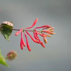 Chèvrefeuille Ou Lonicera Sempervirens Cedar Lane Cov -Garden Supplies Sales Shop lonicera cedar lane p pini res travers 6 1000